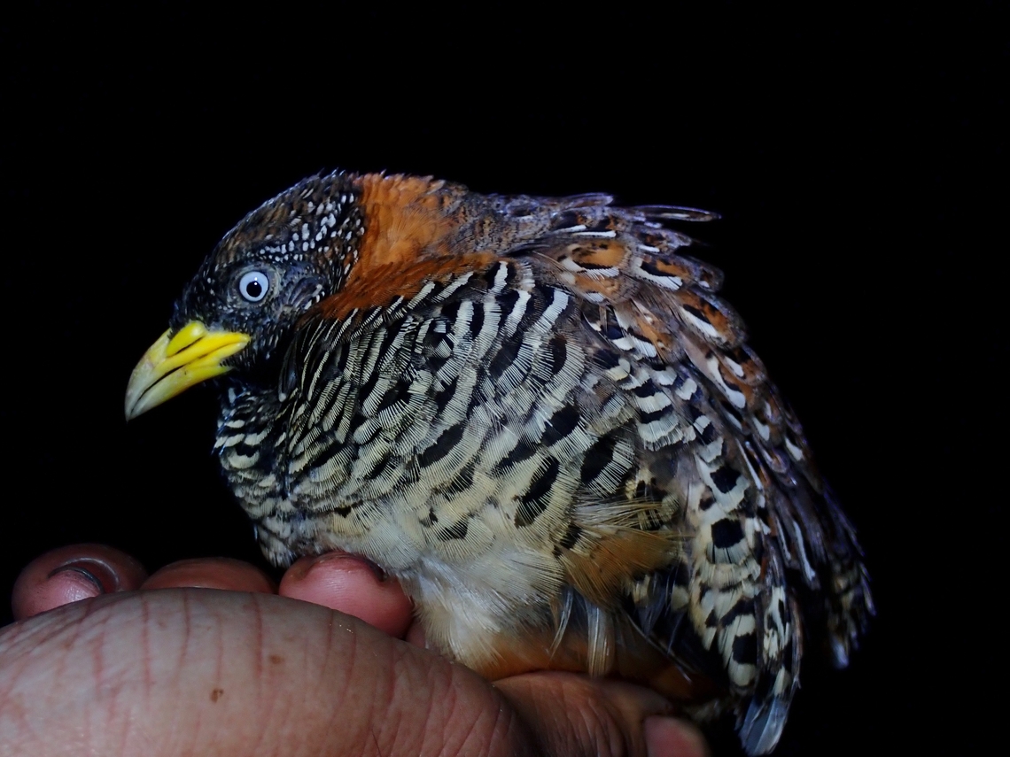 Barred Buttonquail - Turnix suscitator  Barred Buttonquail,Bird,Buttonquail,Palawan,Philippines,Quail,Turnix suscitator