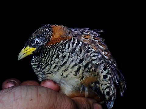 Barred Buttonquail - Turnix suscitator  Barred Buttonquail,Bird,Buttonquail,Palawan,Philippines,Quail,Turnix suscitator