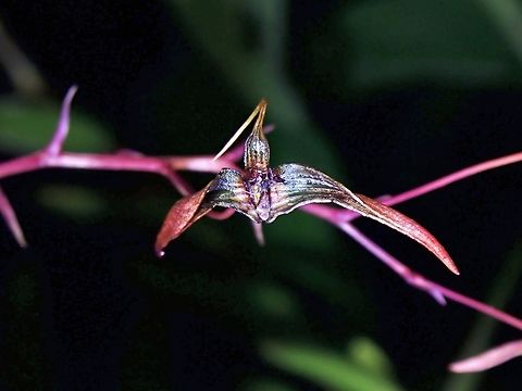 Bulbophyllum jolandae