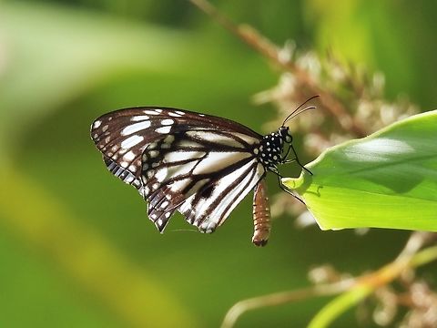 White Tiger Butterfly - Danaus melanippus            Butterfly,Danaus melanippus,Palawan,Philippines,White Tiger Butterfly