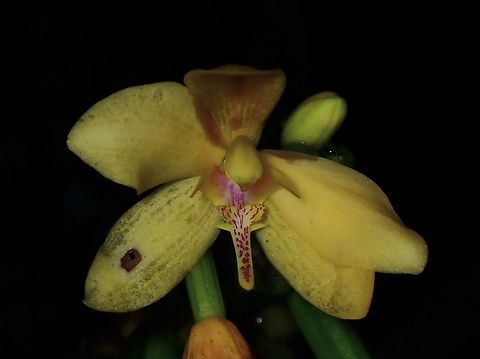 Orchids - Spathoglottis microchilina  Flower,Malaysia,Orchids,Sabah,Spathoglottis microchilina