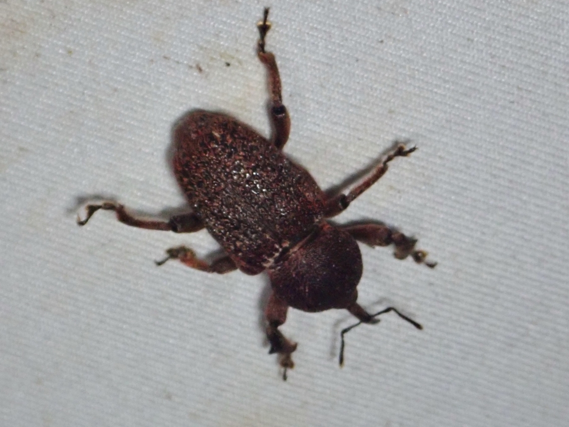Weevil - Sclerocardius indicus  Malaysia,Sabah,Sclerocardius indicus,Weevil