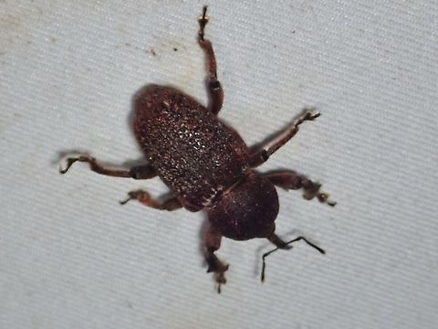 Weevil - Sclerocardius indicus  Malaysia,Sabah,Sclerocardius indicus,Weevil