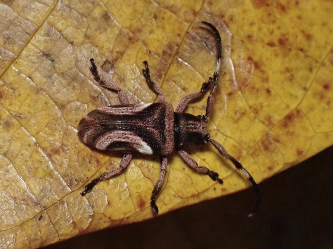 Longhorn Beetle - Pterolophia lunigera  Beetle,Longhorn Beetle,Malaysia,Pterolophia lateralis,Sabah