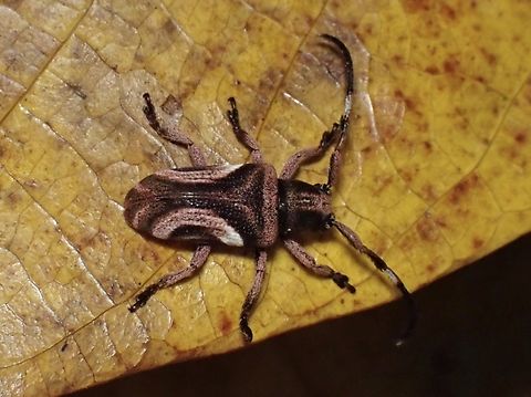 Longhorn Beetle - Pterolophia lunigera  Beetle,Longhorn Beetle,Malaysia,Pterolophia lateralis,Sabah