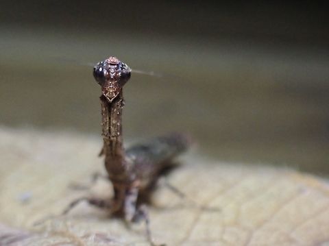 Flower Mantis - Phyllothelys breve  Flower Mantis,Malaysia,Mantis,Phyllothelys breve,Praying Mantis,Sabah