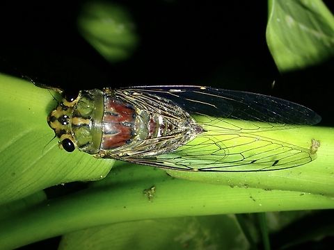 Cicada - Orientopsaltria montivaga  Cicada,Malaysia,Orientopsaltria montivaga,Sabah
