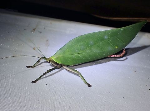 Katydid - Onomarchus uninotatus  Katydid,Malaysia,Onomarchus uninotatus,Sabah