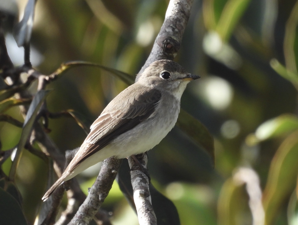 Asian Brown Flycatcher - Muscicapa dauurica  Asian Brown Flycatcher,Bird,Flycatcher,Malaysia,Muscicapa latirostris,Sabah