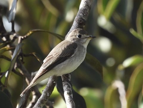 Asian Brown Flycatcher - Muscicapa dauurica  Asian Brown Flycatcher,Bird,Flycatcher,Malaysia,Muscicapa latirostris,Sabah