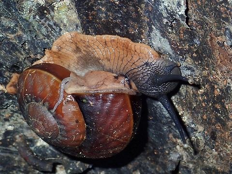 Land Snail - Exrhysota brookei Previously known as Bertia brookei Exrhysota brookei,Land Snail,Malaysia,Sabah,Snail
