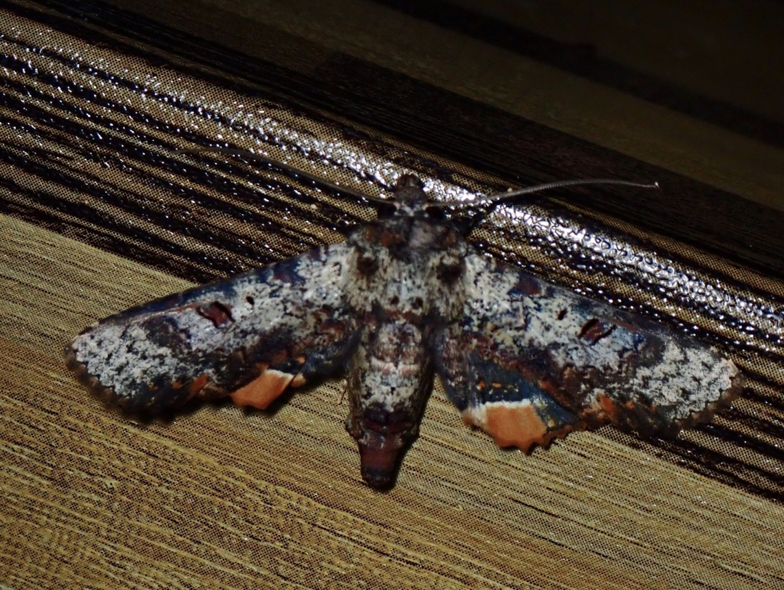 Moth - Anuga rotunda  Anuga rotunda,Malaysia,Moth,Sabah