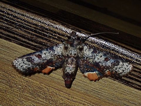 Moth - Anuga rotunda  Anuga rotunda,Malaysia,Moth,Sabah