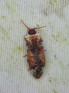 Click Beetle - Agrypnus ornatus  Agrypnus ornatus,Beetle,Click Beetle,Malaysia,Sabah