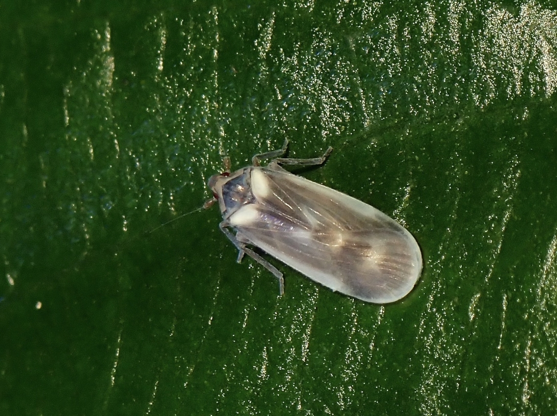 Achilid Planthoppeer - Rhotaloides andromeda  Achilid Planthopper,Hopper,Malaysia,Penang,Planthopper,Rhotaloides andromeda