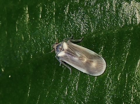 Achilid Planthoppeer - Rhotaloides andromeda  Achilid Planthopper,Hopper,Malaysia,Penang,Planthopper,Rhotaloides andromeda
