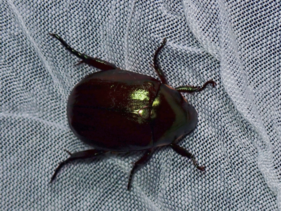 Shining Leaf Chafer - Anomala expedita  Anomala expedita,Beetle,Leaf Chafer,Palawan,Philippines,Shining Leaf Chafer