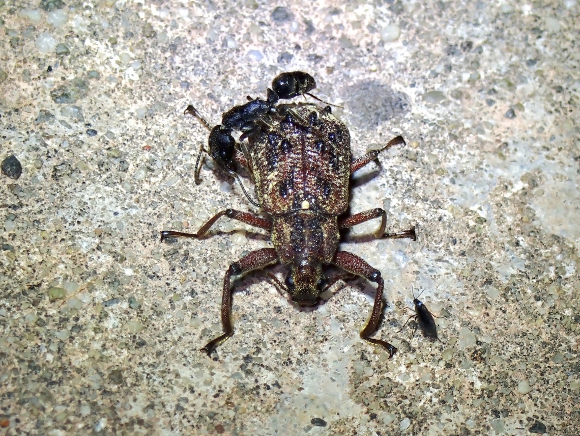 Darkling Beetle Rare find, supposedly first living specimen of this species, which was newly described in 2007 and named after the local indigenous Group - Kadazan. Beetle,Darkling Beetle,Malaysia,Sabah,Tonkinius kadazan