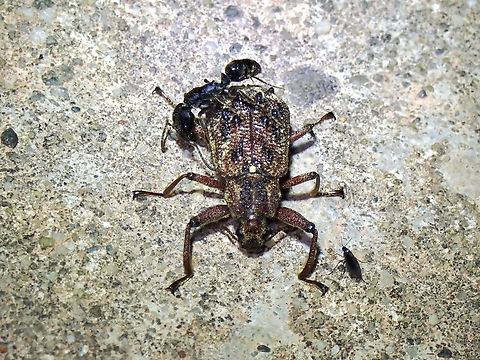 Darkling Beetle Rare find, supposedly first living specimen of this species, which was newly described in 2007 and named after the local indigenous Group - Kadazan. Beetle,Darkling Beetle,Malaysia,Sabah,Tonkinius kadazan
