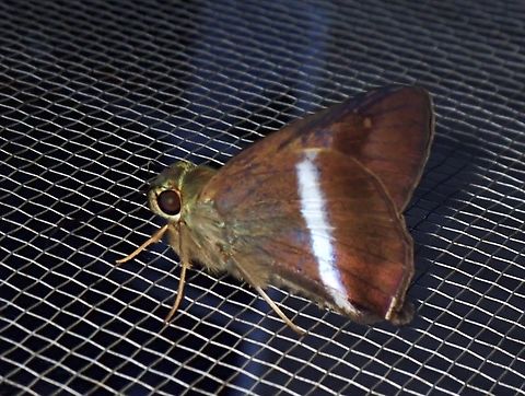 Plain Banded Awl - Hasora vitta  Banded Awl,Butterfly,Hasora vitta,Malaysia,Plain Banded Awl,Sabah