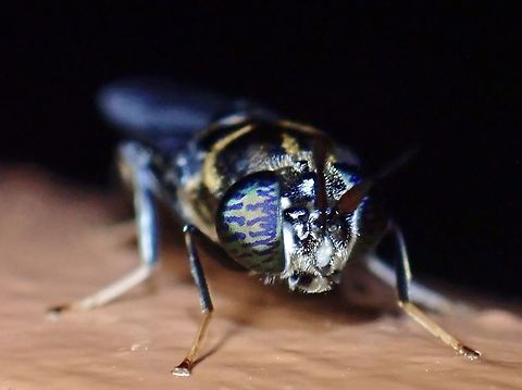 Black Soldier Fly - Hermetia illucens  Black Soldier Fly,Fly,Hermetia illucens,Malaysia,Sabah,Soldier Fly