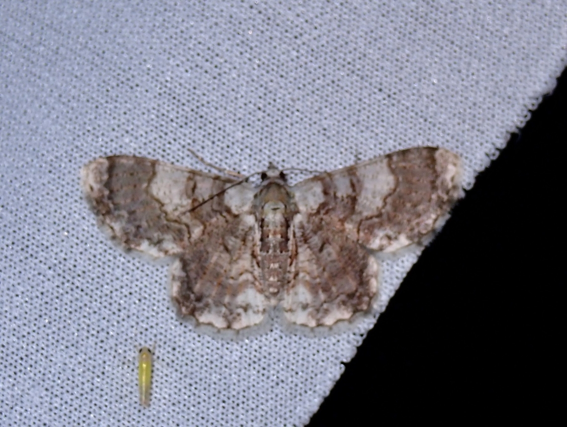 Moth - Myrioblephara pingasoides  Malaysia,Moth,Myrioblephara pingasoides,Sabah