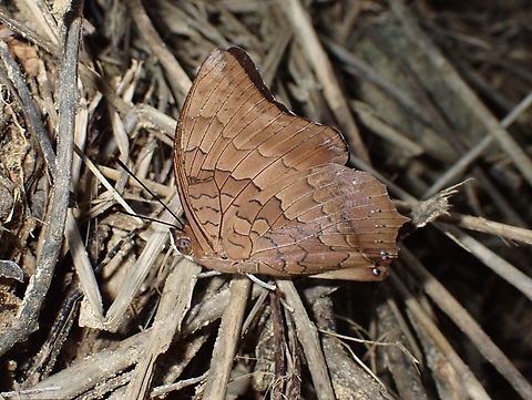 Dragon-Headed Caterpillar Butterfly - Charaxes bajula  Abra,Charaxes bajula,Dragon-Headed Caterpillar Butterfly,Philippines