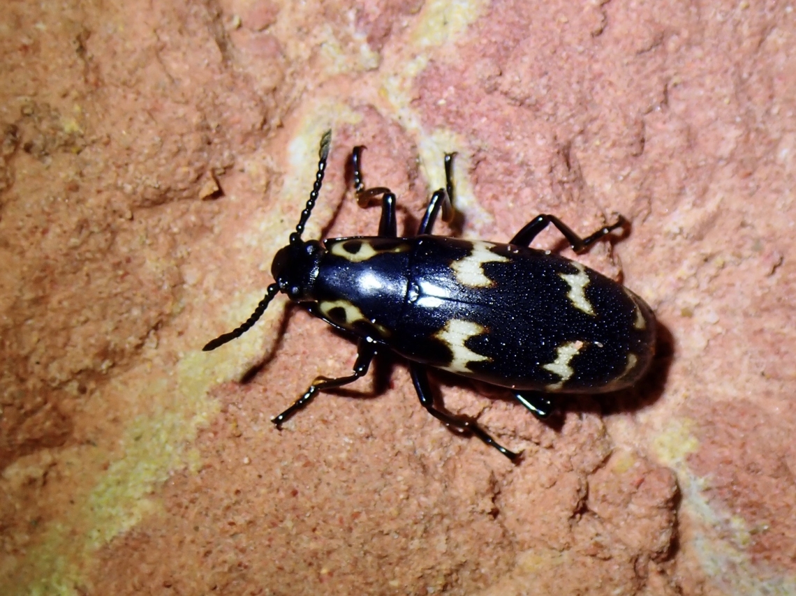 Pleasing Fungus Beetle -Nesitis attenuata  Beetle,Fungus Beetle,Malaysia,Nesitis attenuata,Pleasing Fungus Beetle,Sabah