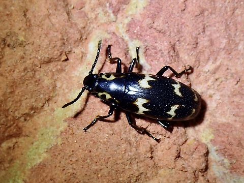 Pleasing Fungus Beetle -Nesitis attenuata  Beetle,Fungus Beetle,Malaysia,Nesitis attenuata,Pleasing Fungus Beetle,Sabah