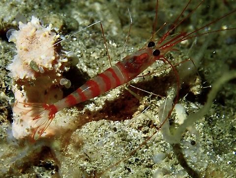 Cave Shrimp - Parhippolyte misticia Newly described in 1989 from Palau, this was found in the famous cave - Turtle Tomb in Sipadan Island Cave Shrimp,Malaysia,Parhippolyte misticia,Sabah,Shrimp,Sipadan