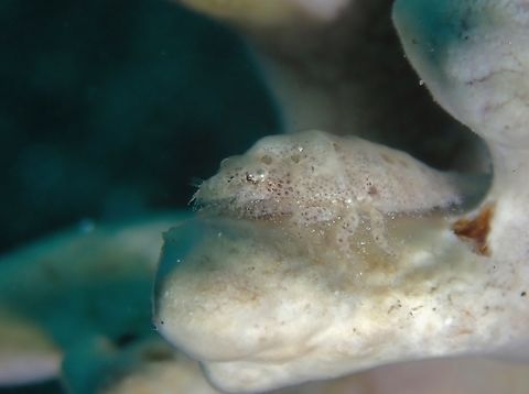 Cryptic Sponge Shrimp - Gelastocaris paronai  Anilao,Batangas,Cryptic Sponge Shrimp,Gelastocaris paronai,Philippines,Shrimp,Sponge Shrimp