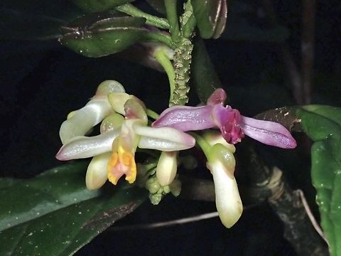 Flowers - Polygala venenosa  Flowers,Malaysia,Pahang,Polygala venenosa