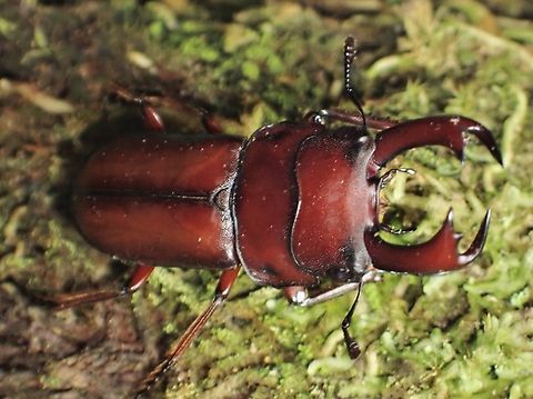 Falcicornis elegantulus