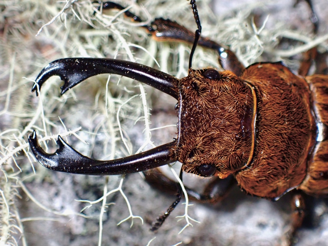 Stag Beetle - Odontolabis cephalotes  Beetle,Malaysia,Odontolabis cephalotes,Sabah,Stag Beetle