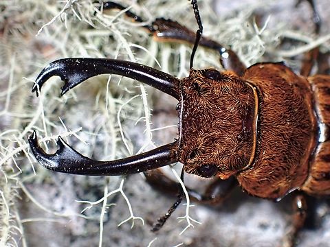 Stag Beetle - Odontolabis cephalotes  Beetle,Malaysia,Odontolabis cephalotes,Sabah,Stag Beetle