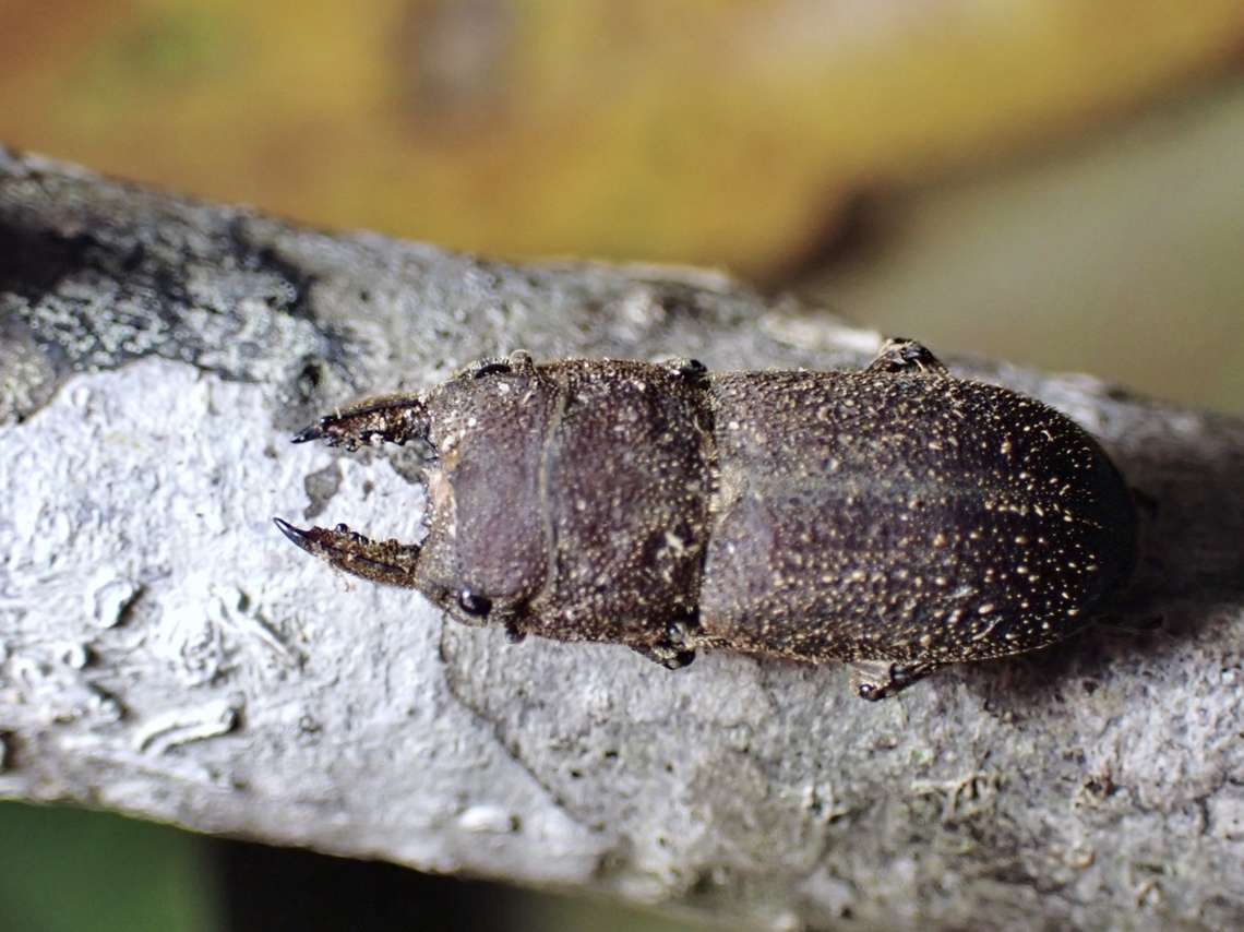 Stag Beetle - Gnaphaloryx capreolus  Beetle,Gnaphaloryx capreolus,Malaysia,Sabah,Stag Beetle