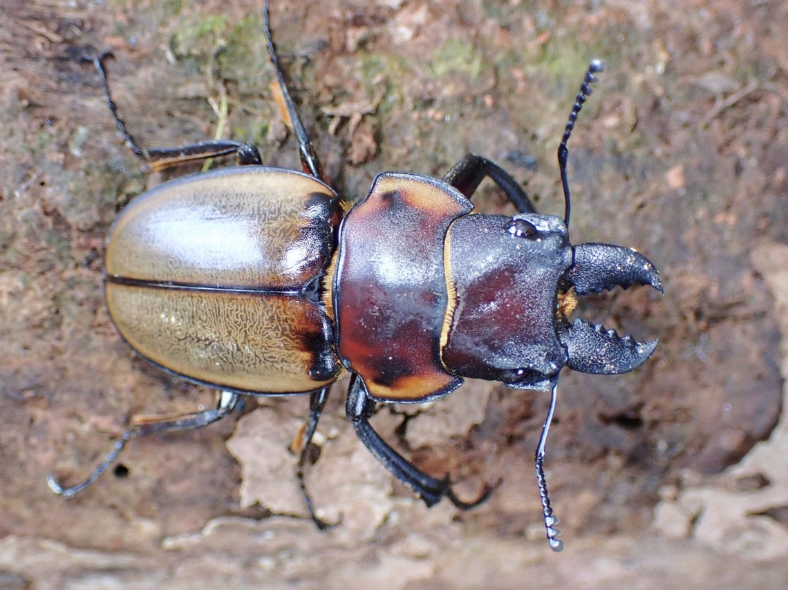 Stag Beetle - Odontolabis sommeri lowei  Beetle,Malaysia,Odontolabis lowei,Odontolabis sommeri,Odontolabis sommeri lowei,Sabah,Stag Beetle