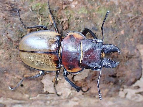Stag Beetle - Odontolabis sommeri lowei  Beetle,Malaysia,Odontolabis lowei,Odontolabis sommeri,Odontolabis sommeri lowei,Sabah,Stag Beetle