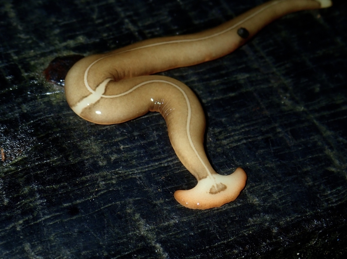 Hammerhead Worm - Diversibipalium cephalolacteum  Diversibipalium cephalolacteum,Hammerhead Worm,Malaysia,Sabah,Worm