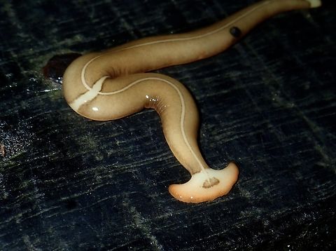 Hammerhead Worm - Diversibipalium cephalolacteum  Diversibipalium cephalolacteum,Hammerhead Worm,Malaysia,Sabah,Worm