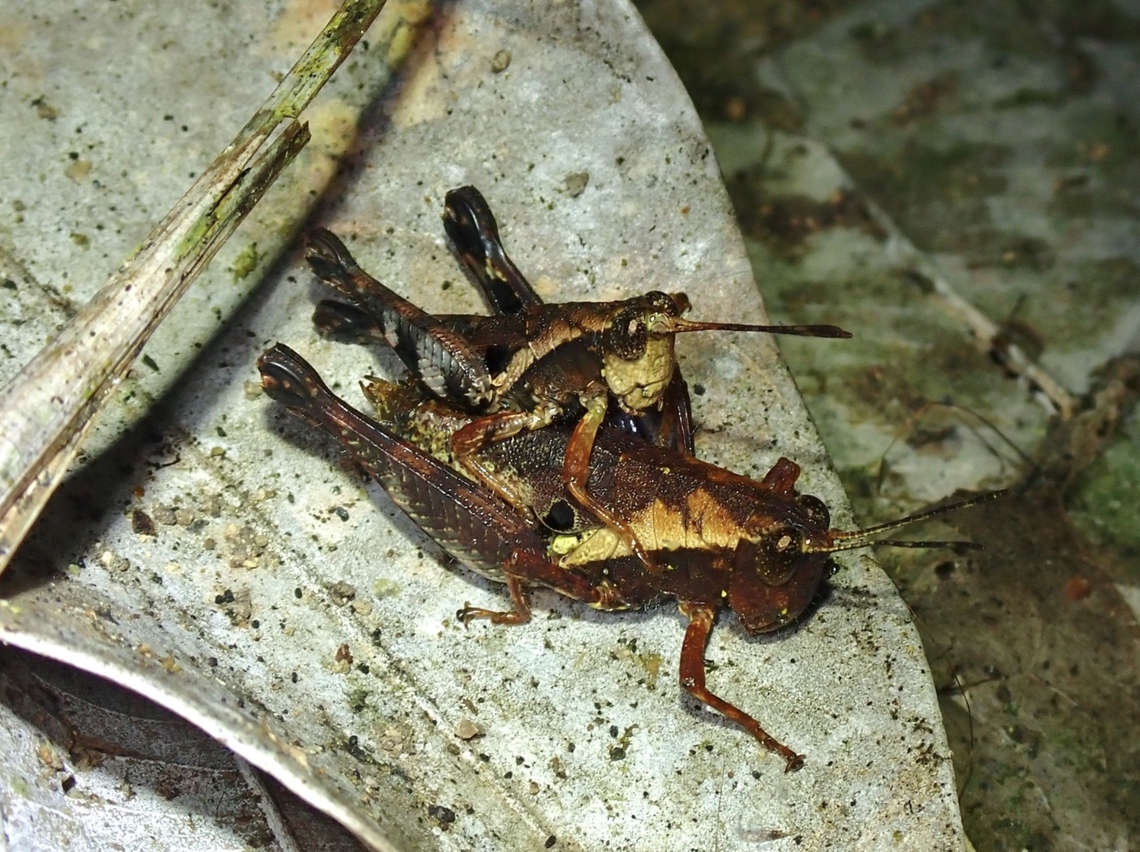 Spur-Throated Grasshopper - Sedulia specularia Updated ID from Sedulia perakensis to Sedulia specularia Grasshopper,Malaysia,Penang,Sedulia specularia,Spur-Throated Grasshopper