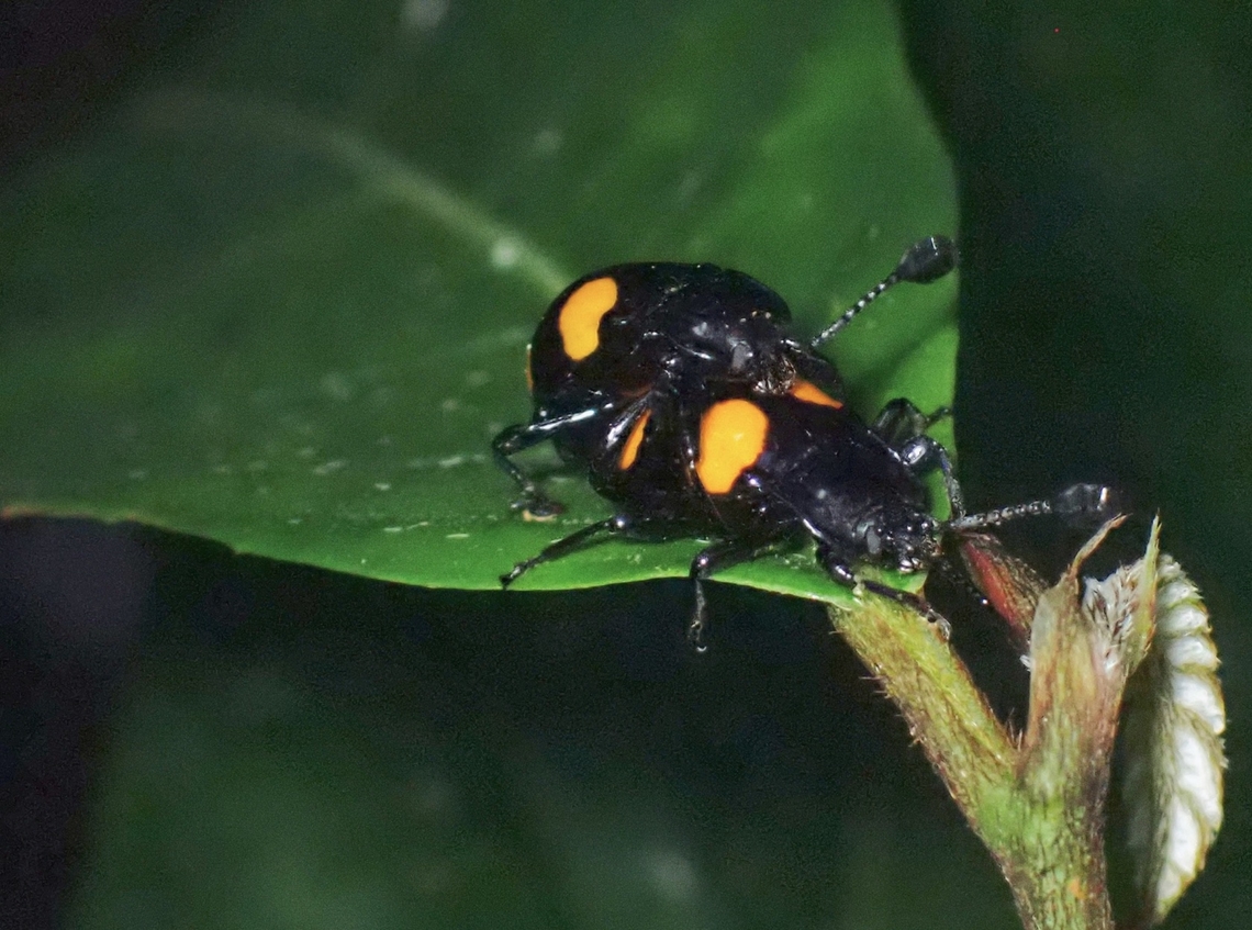 Handsome Fungus Beetle - Eumorphus westwoodi  Beetle,Eumorphus westwoodi,Fungus Beetle,Handsome Fungus Beetle,Malaysia,Selangor