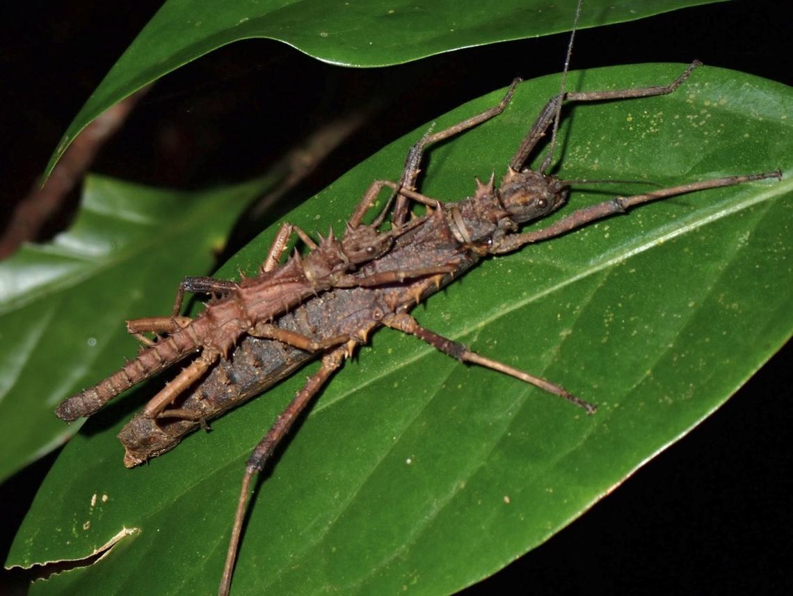 Phasmid/Stick Insect - Tisamenus hystrix x2 Phasmatodea,Phasmid,Phasmida,Philippines,Sibuyan,Stick Insect,Tisamenus hystrix