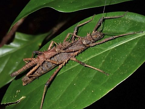 Phasmid/Stick Insect - Tisamenus hystrix x2 Phasmatodea,Phasmid,Phasmida,Philippines,Sibuyan,Stick Insect,Tisamenus hystrix