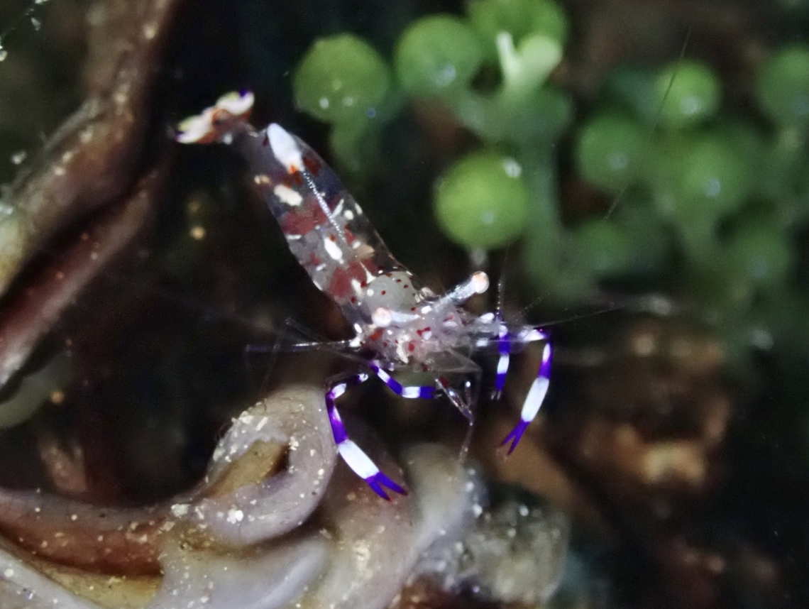 Shrimp - Ancylomenes tenuirostris  Ancylomenes tenuirostris,Anilao,Batangas,Philippines,Shrimp