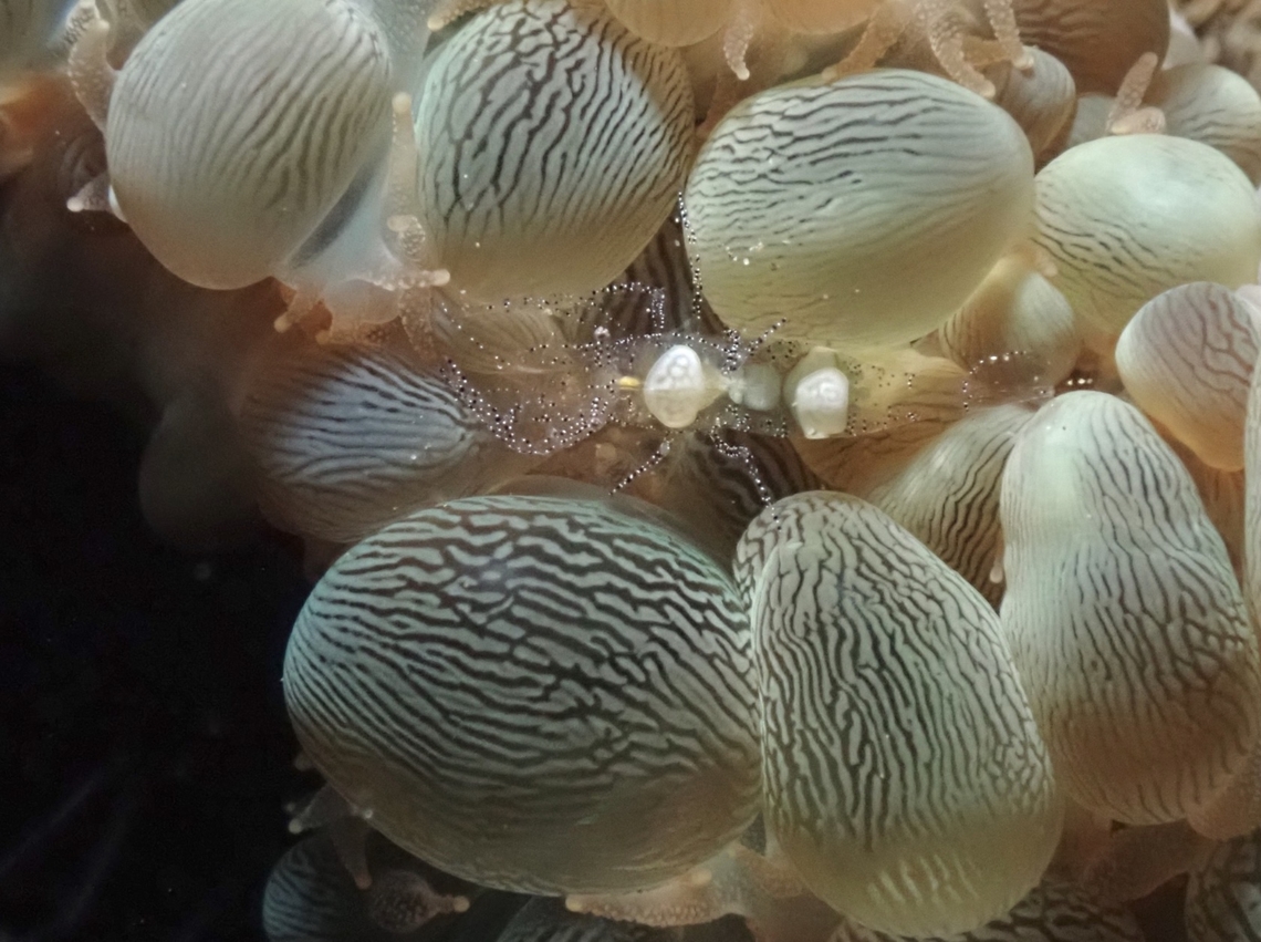 Shrimp - Hamopontonia physogyra  Anilao,Batangas,Hamopontonia physogyra,Philippines,Shrimp