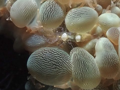 Hamopontonia physogyra