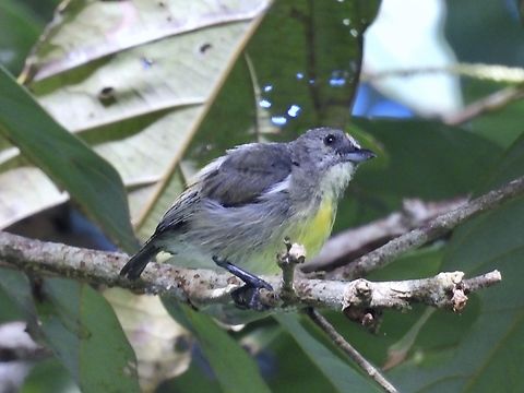 Palawan Flowerpecker - Prionochilus plateni Endemic to Philippines Bird,Flowerpecker,Palawan,Palawan Flowerpecker,Philippines,Prionochilus plateni