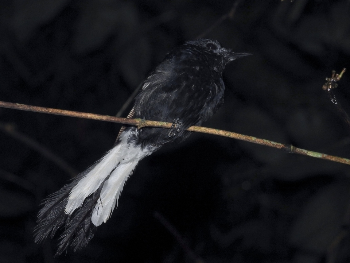 White-Vented Shama - Copsychus niger Endemic to Philippines, possibly to the islands of Palawan Bird,Copsychus niger,Palawan,Philippines,Shama,White-Vented Shama