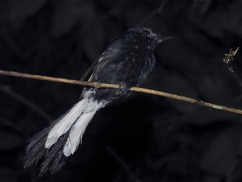White-Vented Shama - Copsychus niger Endemic to Philippines, possibly to the islands of Palawan Bird,Copsychus niger,Palawan,Philippines,Shama,White-Vented Shama